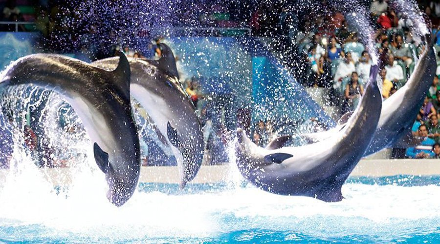 Dubai-Dolphinarium