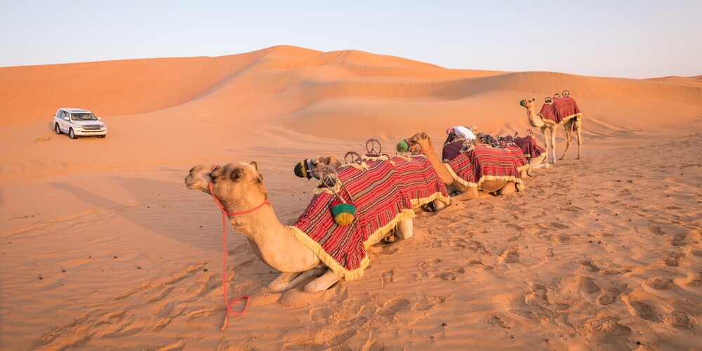 desert safari Dubai camel ride
