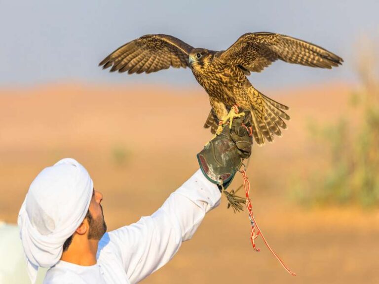 Falcon in desert Dubai