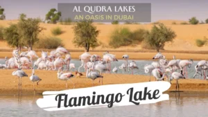 Flamingo at Al Qudra Lake