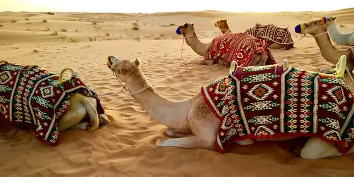 Tourists enjoying a desert safari in Dubai with dune bashing, camel rides, and sunset views