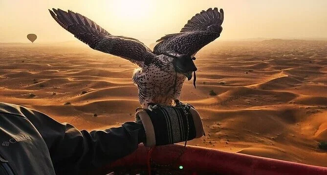 Desert safari Dubai with falcon experience showing falcon flying over red dunes